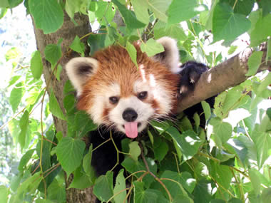 茶臼山動物園